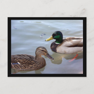 Patos em cartão postal