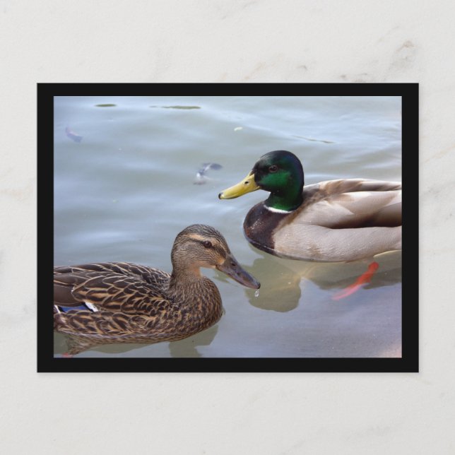 Patos em cartão postal (Frente)