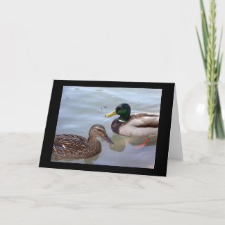 Patos em um cartão da lagoa