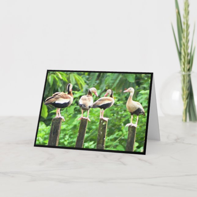 Patos em um Cartão de Saudação de Linha Dobrada (Frente)