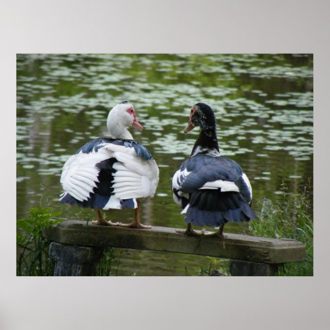 Patos Muscovy Sentados Em Poster De Ornamento (Frente)