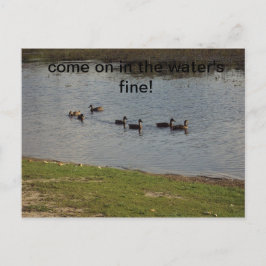 Patos na água Convite
