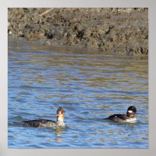 Patos na Poster de água