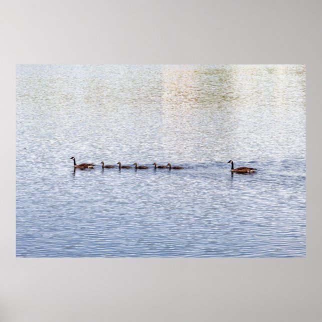 Patos no lago Glen Poster (Frente)