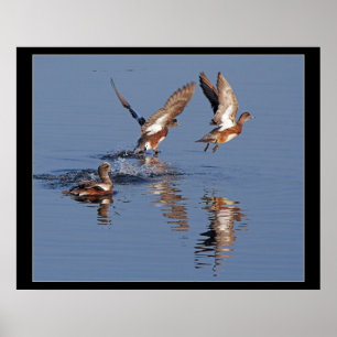 Patos que descolam o impressão