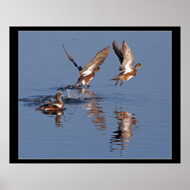 Patos tirando Impressão (Frente)