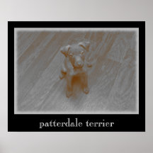 Patterdale Terrier Aged Fotografia Poster