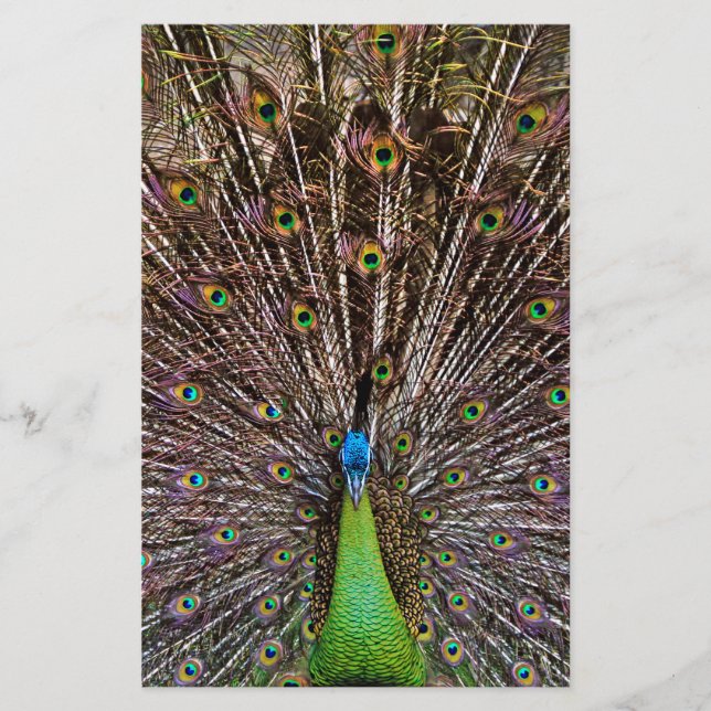 Pavão (Frente)