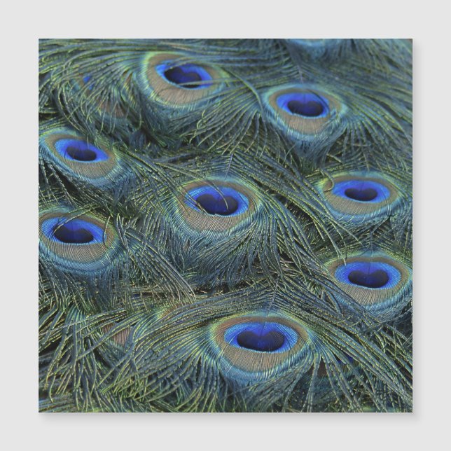 Pavão20160301 (Frente)