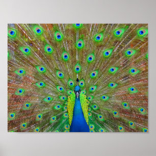 Pavão Azul nº 3 Poster