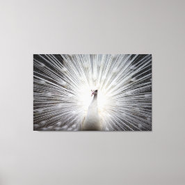 Pavão Branco na Canvas Premium (Gloss)