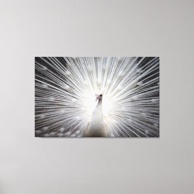 Pavão Branco na Canvas Premium (Gloss) (Frente)