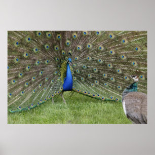 Pavão e poster de Peahen