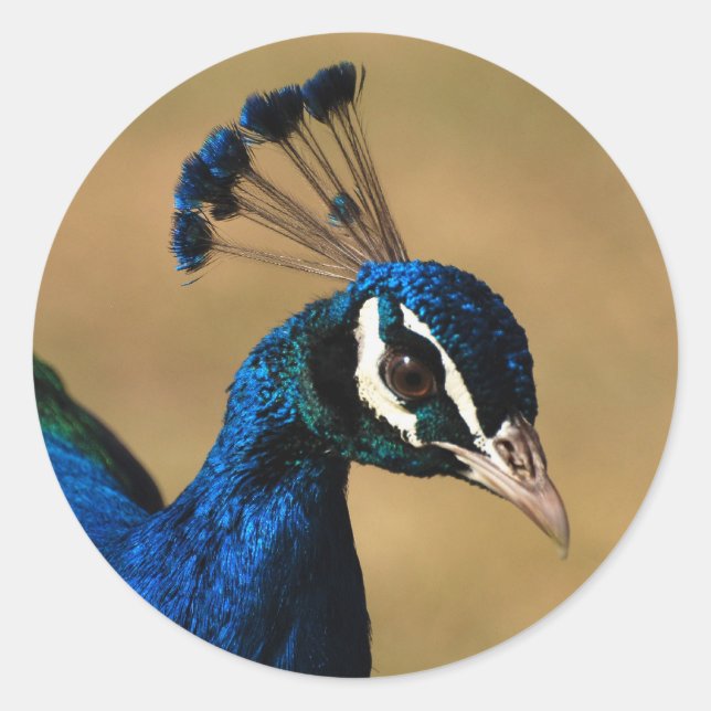 Pavão elegante - modelo de autocolantes personaliz (Frente)