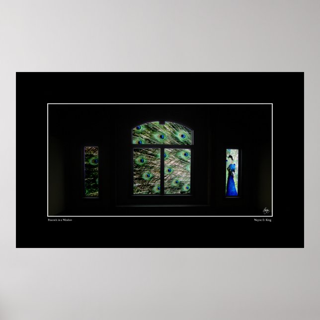 Pavão em um Poster de janela (Frente)