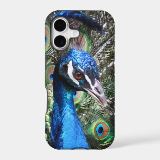 Pavão Glamouroso