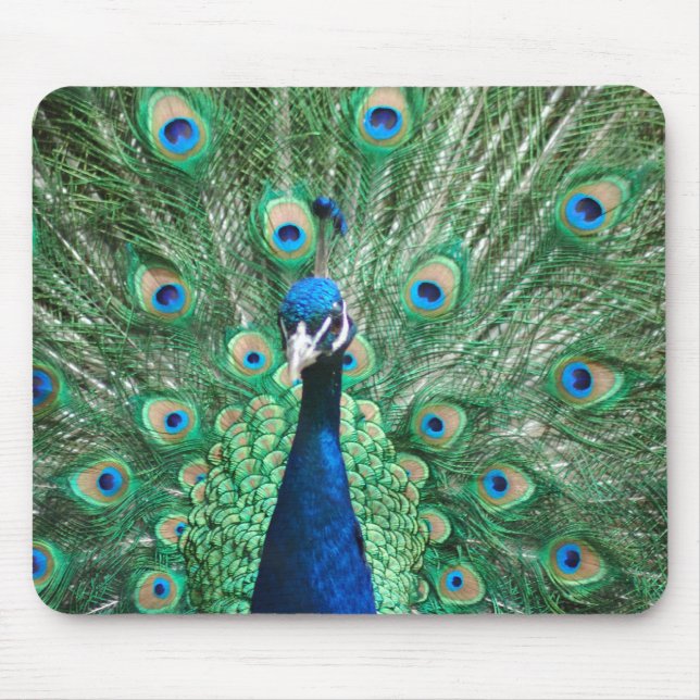 Pavão Mousepad (Frente)