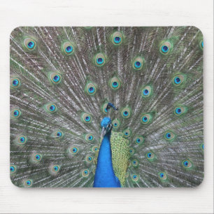 Pavão Mousepad
