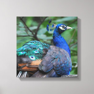 Pavão que Roosting o impressão das canvas