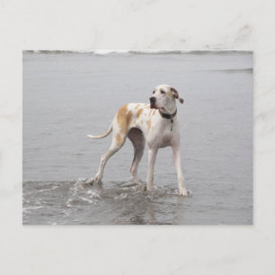 PDXDanes Fynn Cartão Postal 2011