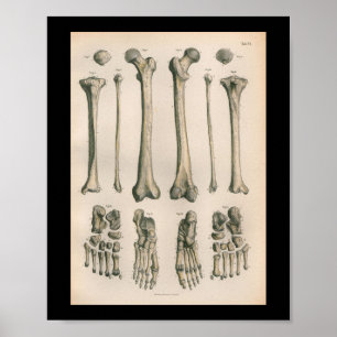 Pé 1879 do pé do impressão da anatomia da cerve