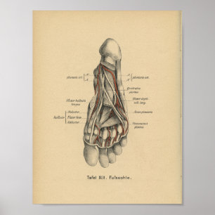 Pé do impressão da anatomia do alemão do vintag