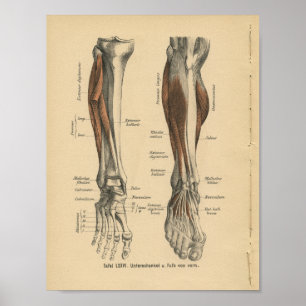 Pé do pé do impressão da anatomia do alemão do