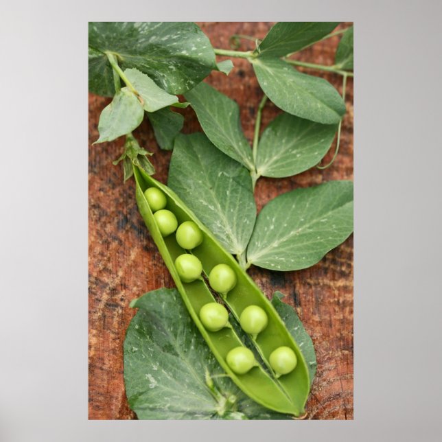 Pea Pod Poster (Frente)