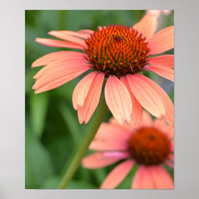 Peach Echinacea Flowers Poster (Frente)