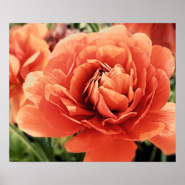 Peachy Ranunculus Flower Poster (Frente)