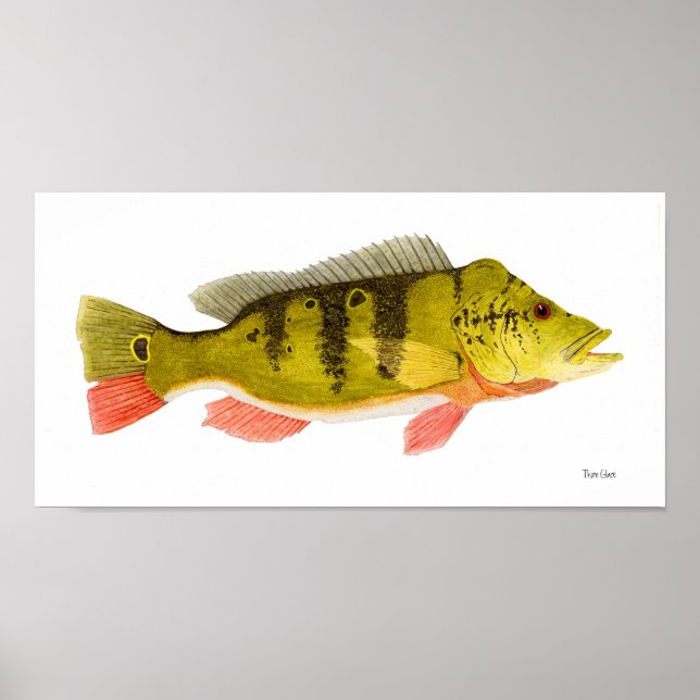 Peacock Bass Art Poster (Frente)