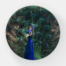 Peacock Bonito Glass Paperweight Presente para Ela