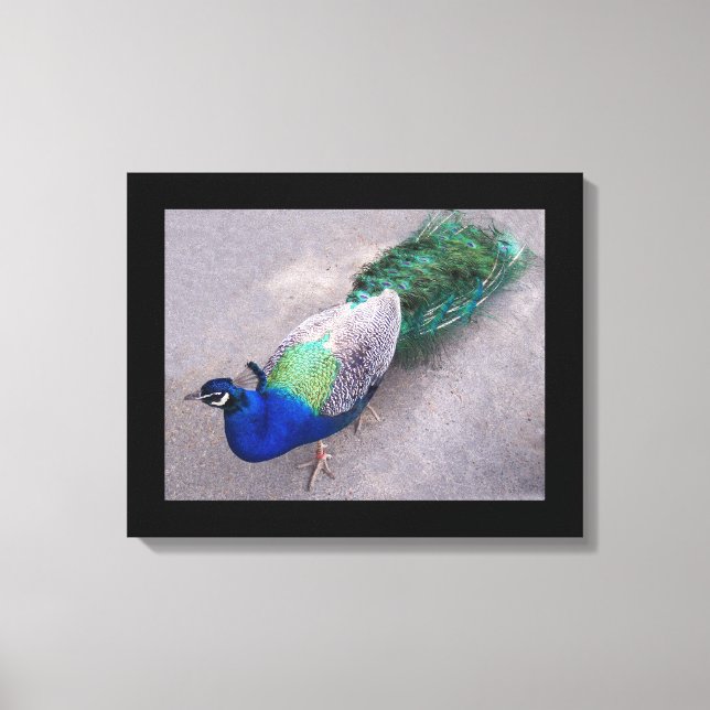 Peacock canvas Art (Frente)