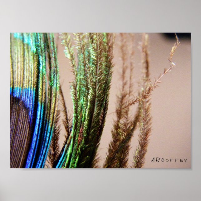 Peacock Feather Poster (Frente)