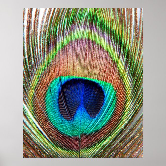 Peacock Feather Poster (Frente)