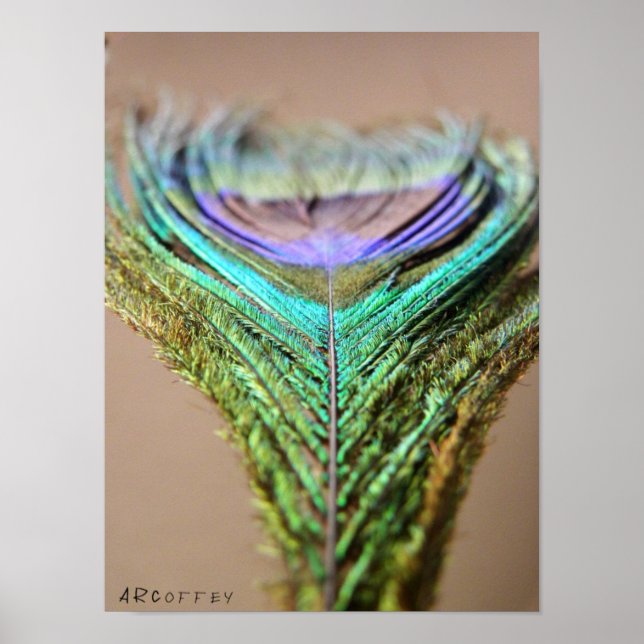 Peacock Feather Poster (Frente)