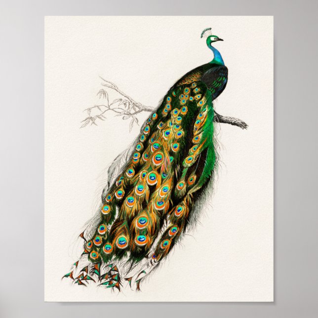 Peacock Illustration Vintage Art Impressão (Frente)