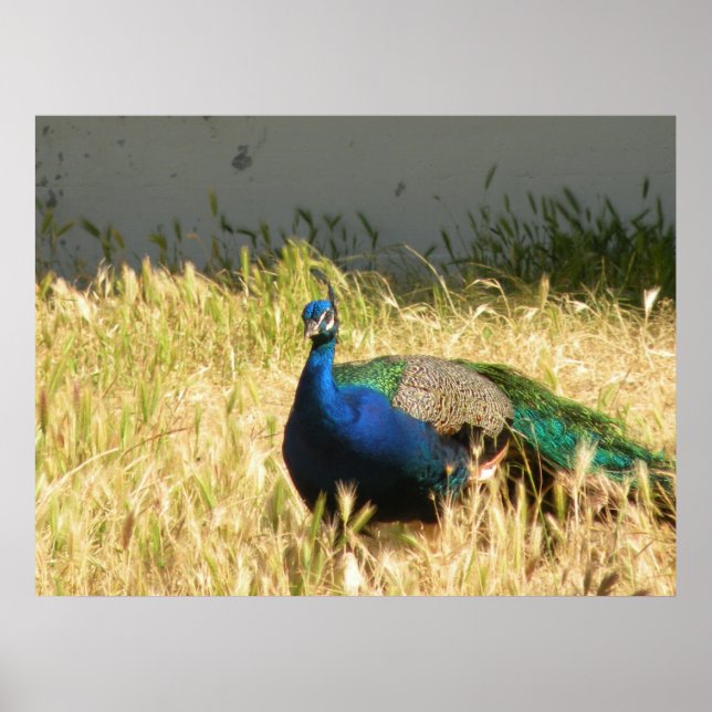 Peacock Impressão (Frente)