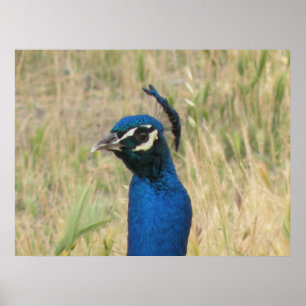 Peacock Impressão