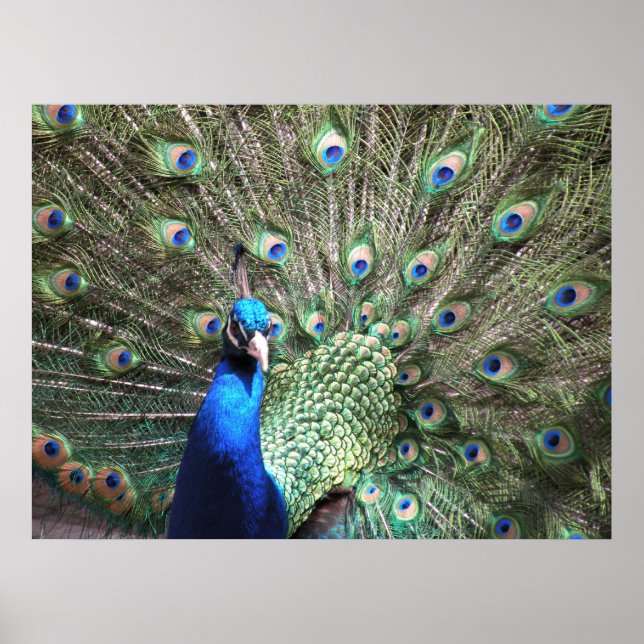 Peacock Impressão (Frente)