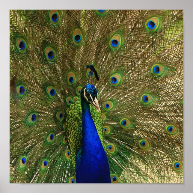 Peacock Impressão (Frente)