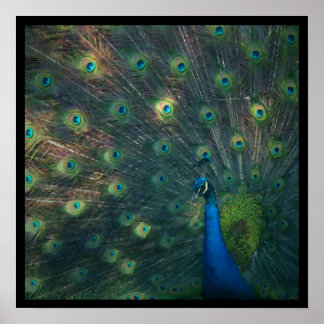 'Peacock' Impressão de tela