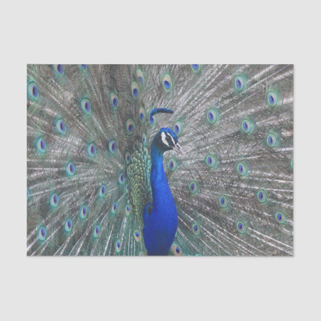 PEACOCK PHOTO TISSUE PAPEL (Frente )