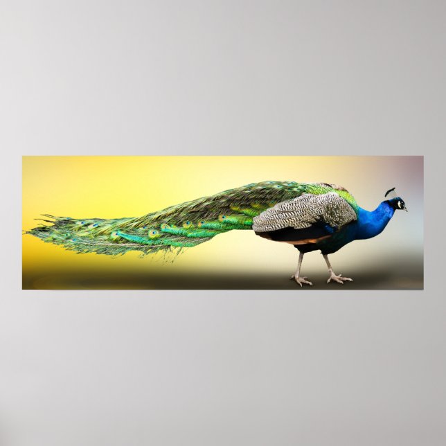 Peacock Poster (Frente)