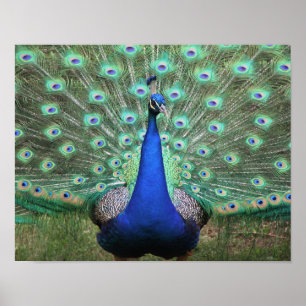 Peacock poster