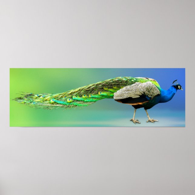 Peacock Poster (Frente)