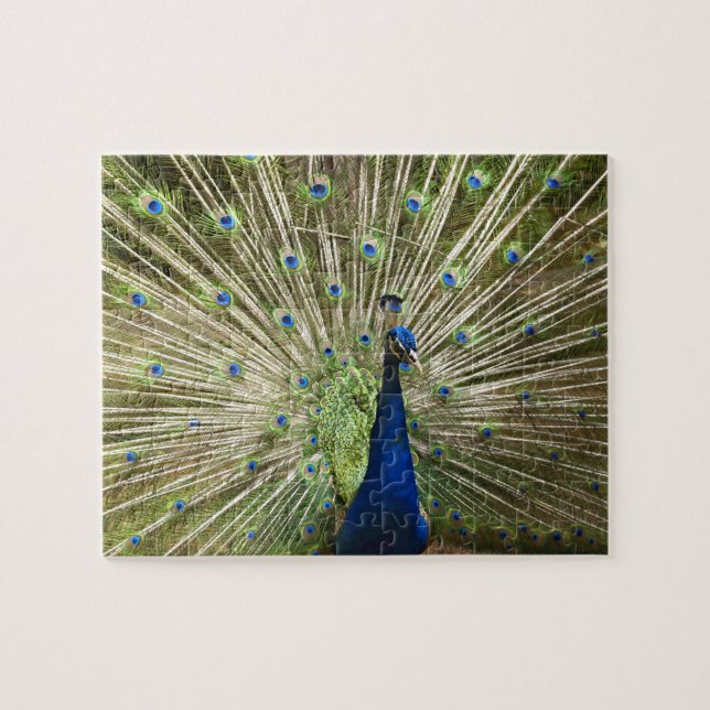 Peacock Quebra-cabeça (Horizontal)