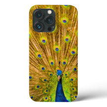 Peacock, Silver Falls, Kauai, Havaí