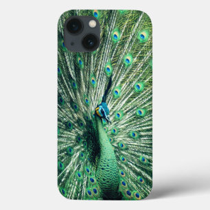 Peacock Strut