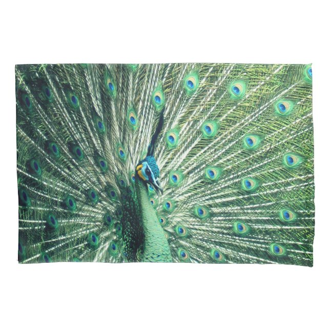 Peacock Strut (Frente)